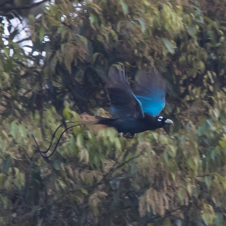 black bird with vibrant blue chest and gold line perched on branch