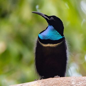 black bird with vibrant blue chest and gold line perched on branch