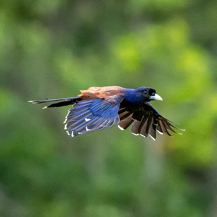 black bird with vibrant blue chest and gold line perched on branch