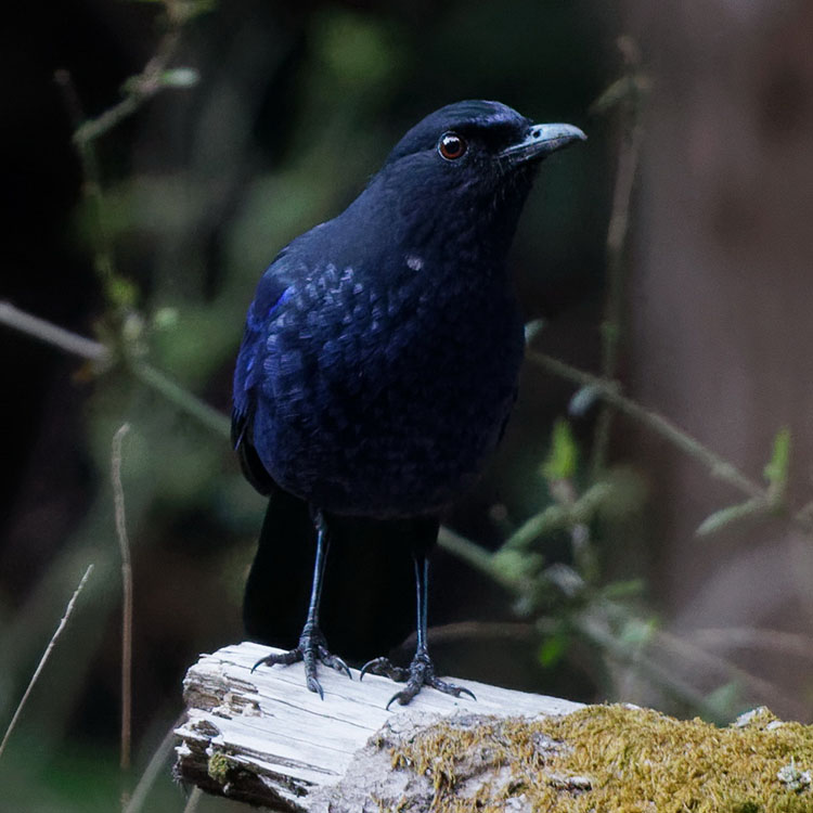 black bird with vibrant blue chest and gold line perched on branch