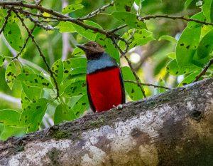 Papuan (Red-bellied) Pitta featured1