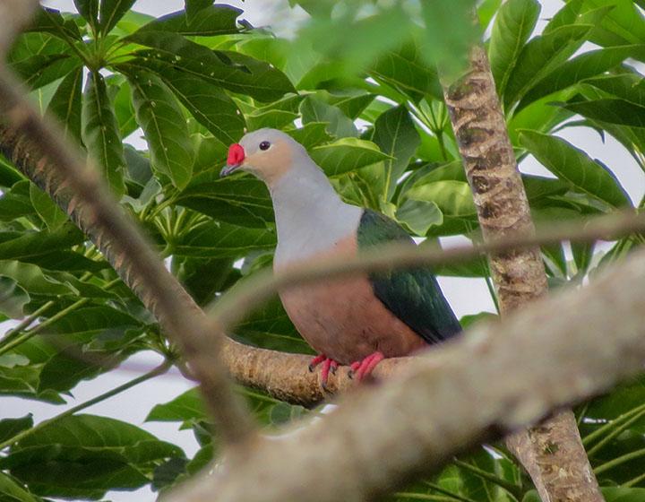 Red-knobbed Imperial Pigeon © Phil Gregory