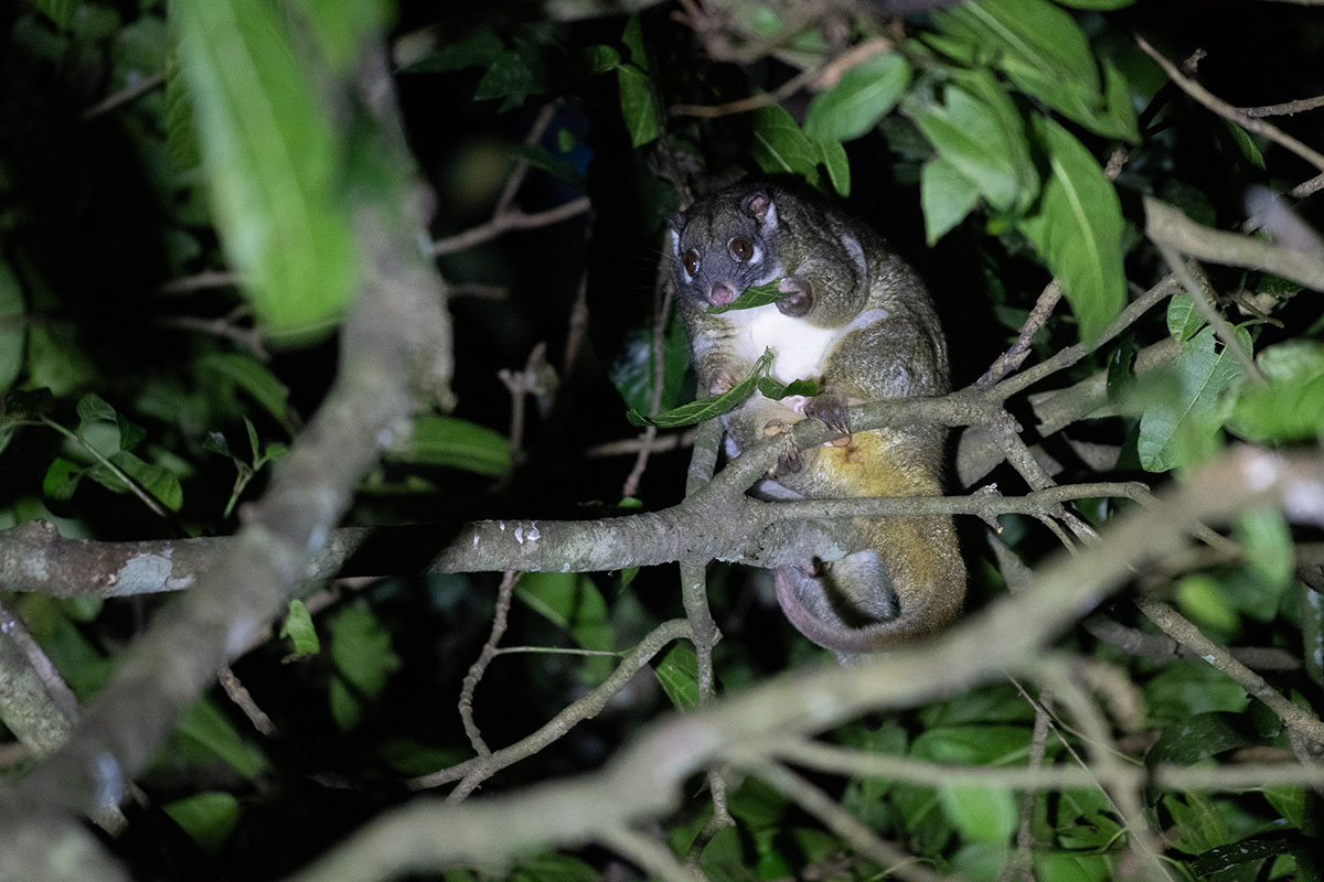 Green Ringtail Possum (Pseudochirops archeri) © Jun Matsui