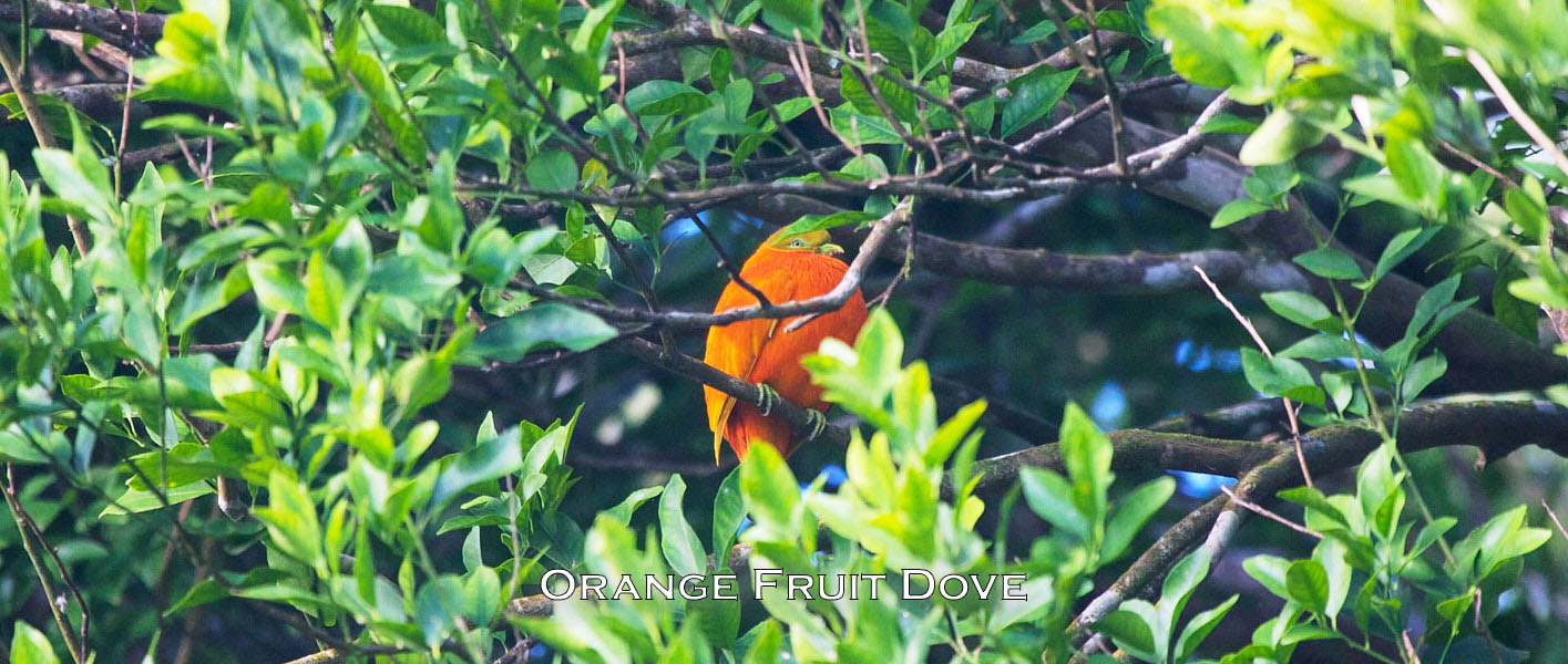 orange fruit dove in tree fiji