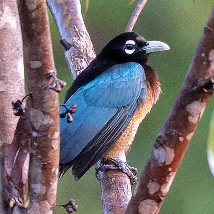 black bird with vibrant blue chest and gold line perched on branch