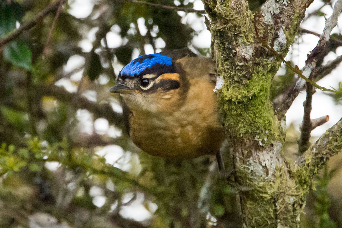PNG birds and culture tour