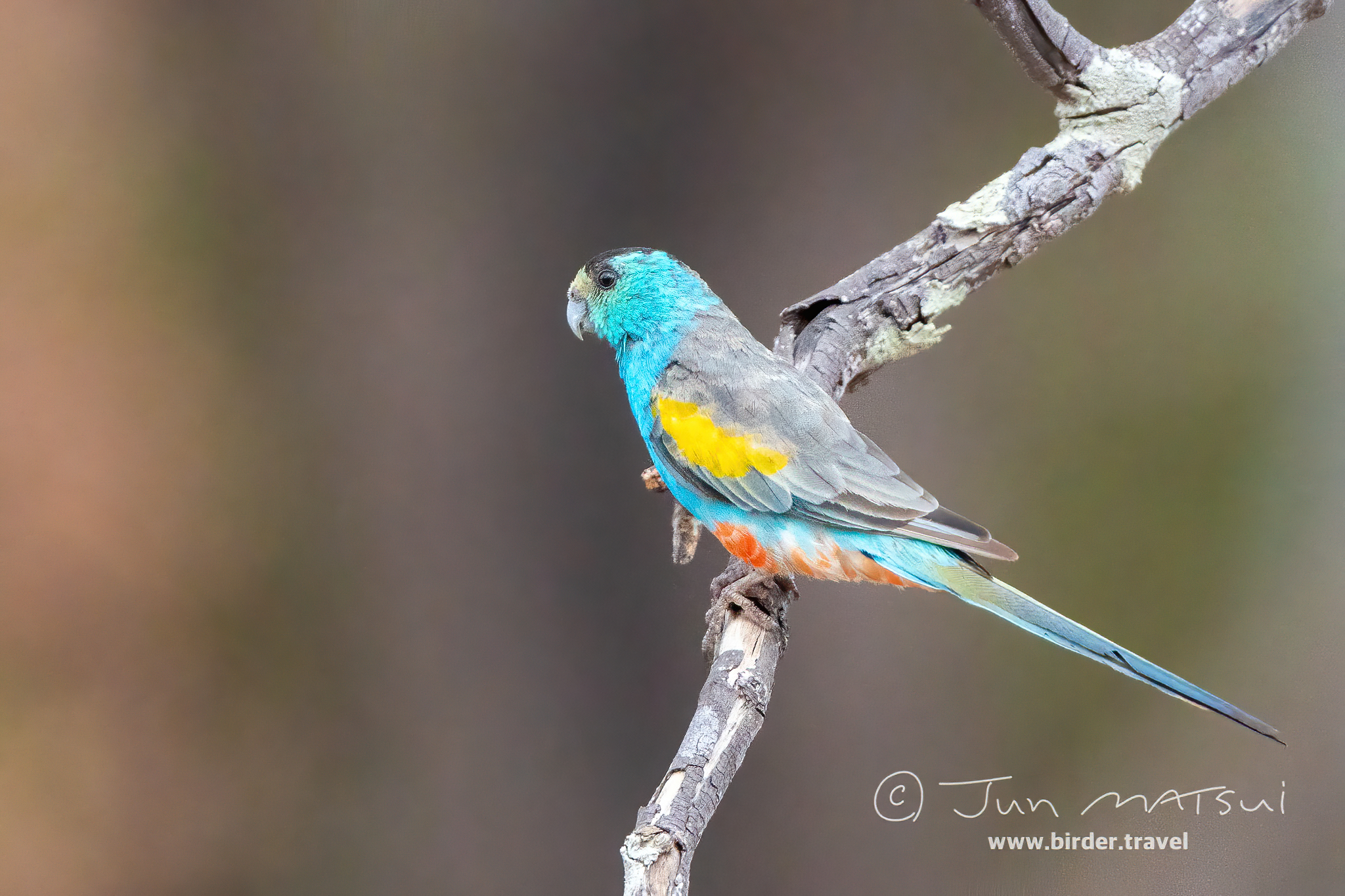 Golden‑shouldered Parrot tour